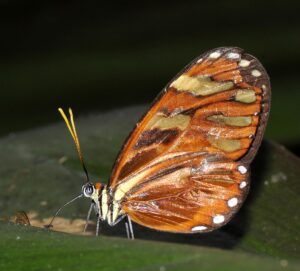 Gatunek Heraldica_Clearwing - Motylarnia Władysławowo