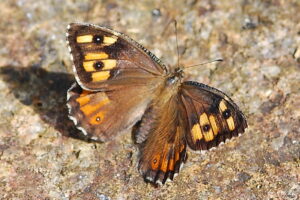 Gatunek Hipparchia_semele - Motylarnia Władysławowo