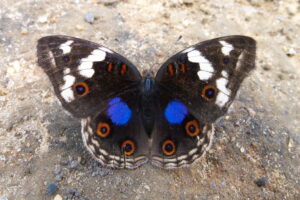 Gatunek Junonia_oenonoe - Motylarnia Władysławowo
