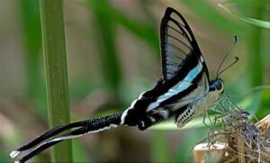 Gatunek Lamproptera_mages - Motylarnia Władysławowo