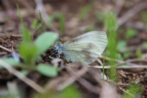 Gatunek Leptidea_morsei - Motylarnia Władysławowo