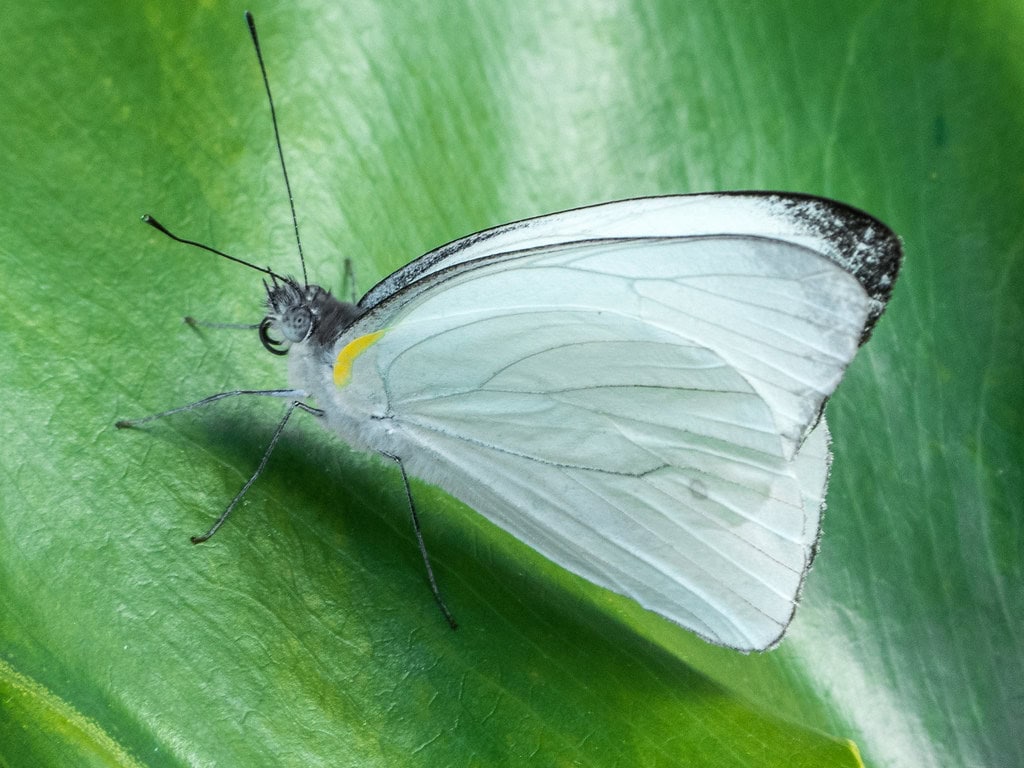 Gatunek Leptophobia_aripa - Motylarnia Władysławowo