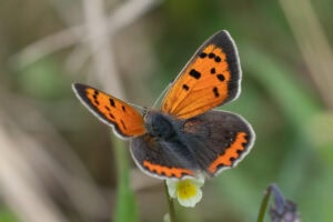 Gatunek Lycaena_phlaeas - Motylarnia Władysławowo