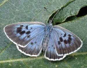 Gatunek Maculinea_arion - Motylarnia Władysławowo