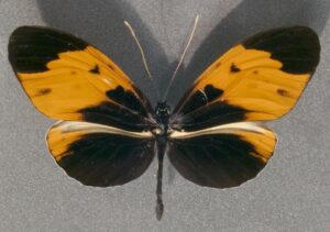Gatunek Melinaea_etra - Motylarnia Władysławowo