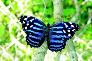 Gatunek Myscelia_ethusa - Motylarnia Władysławowo