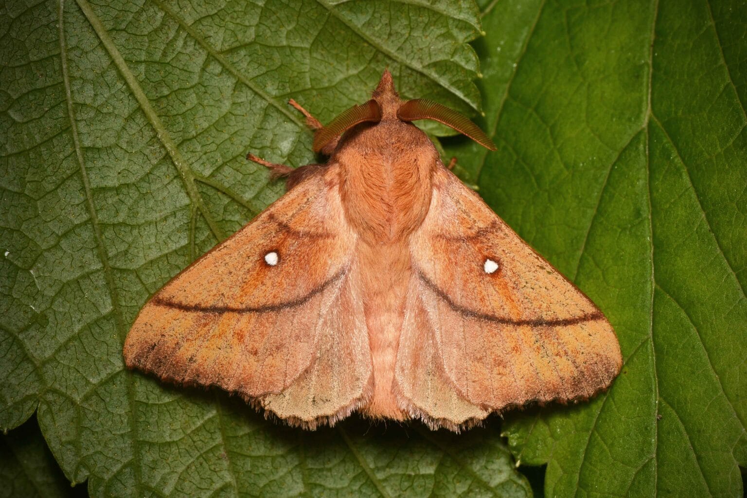 Gatunek Odonestis_pruni - Motylarnia Władysławowo