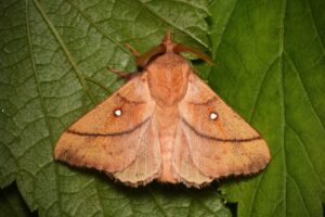 Gatunek Odonestis_pruni - Motylarnia Władysławowo