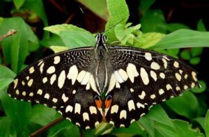 Gatunek Papilio_demoleus - Motylarnia Władysławowo