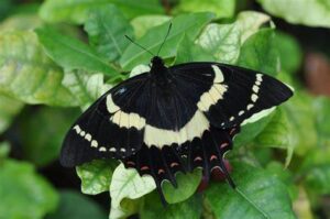 Gatunek Papilio_garamas - Motylarnia Władysławowo
