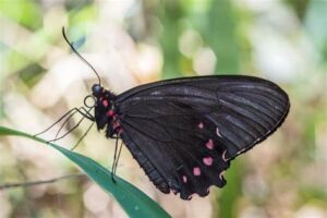 Gatunek Parides_burchellanus - Motylarnia Władysławowo