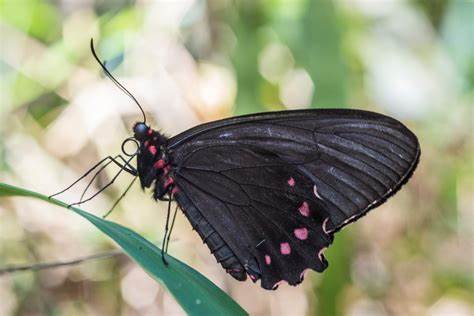 Gatunek Parides_burchellanus - Motylarnia Władysławowo