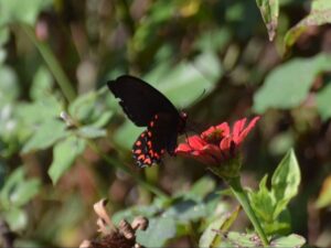 Gatunek Parides_montezuma - Motylarnia Władysławowo