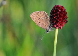 Gatunek Phengaris_nausithous - Motylarnia Władysławowo