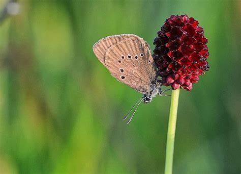 Gatunek Phengaris_nausithous - Motylarnia Władysławowo