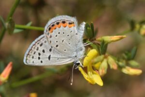 Gatunek Plebejus_acmon - Motylarnia Władysławowo