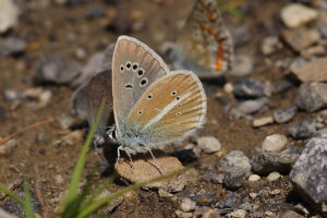 Gatunek Polyommatus_damon - Motylarnia Władysławowo