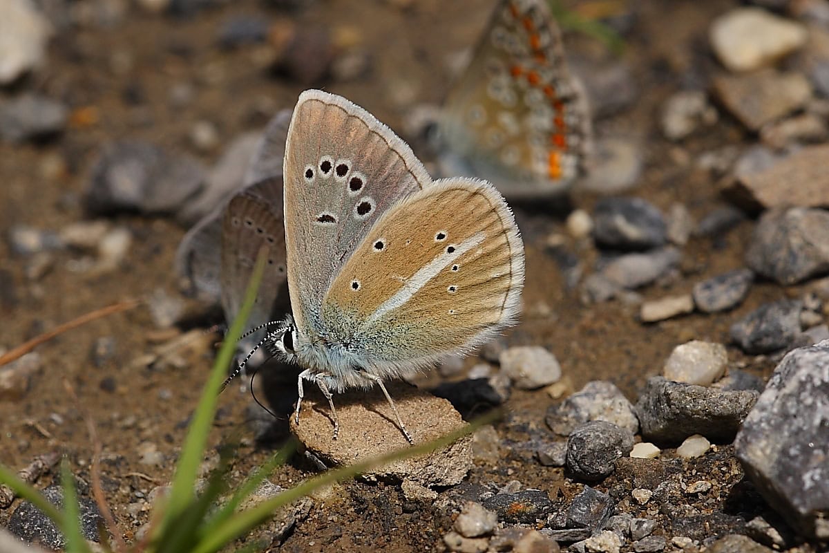 Gatunek Polyommatus_damon - Motylarnia Władysławowo