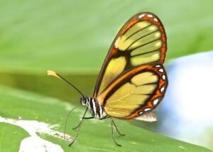 Gatunek Pteronymia_agalla - Motylarnia Władysławowo