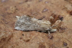 Gatunek Pterostoma_palpina - Motylarnia Władysławowo