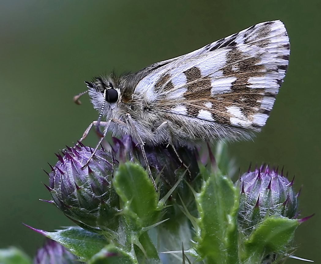 Gatunek Pyrgus_alveus - Motylarnia Władysławowo