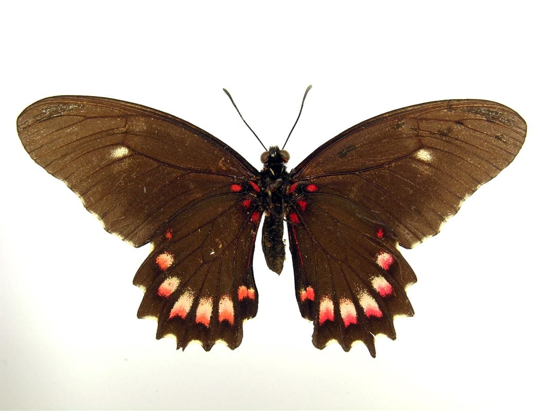 Gatunek Eurytides_branchus - Motylarnia Władysławowo