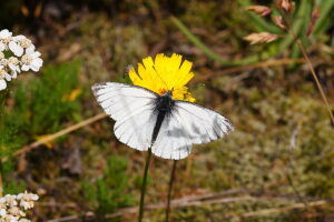 Gatunek Pieris_bryoniae - Motylarnia Władysławowo