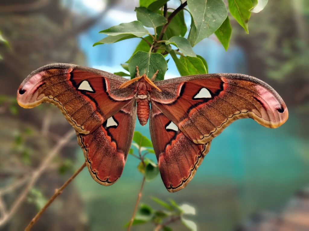 Attacus atlas