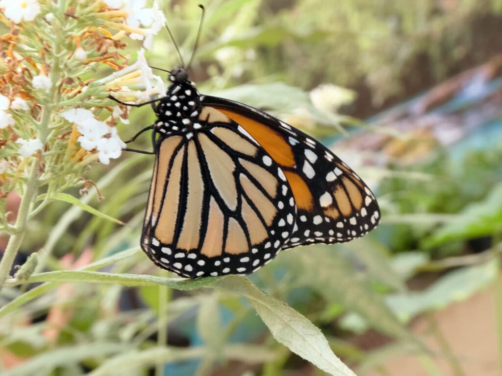 Danaus plexippus
