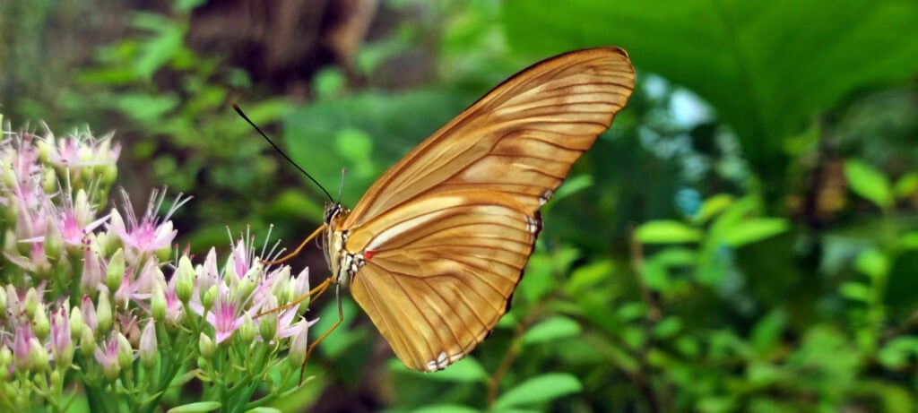 Dryas julia 2