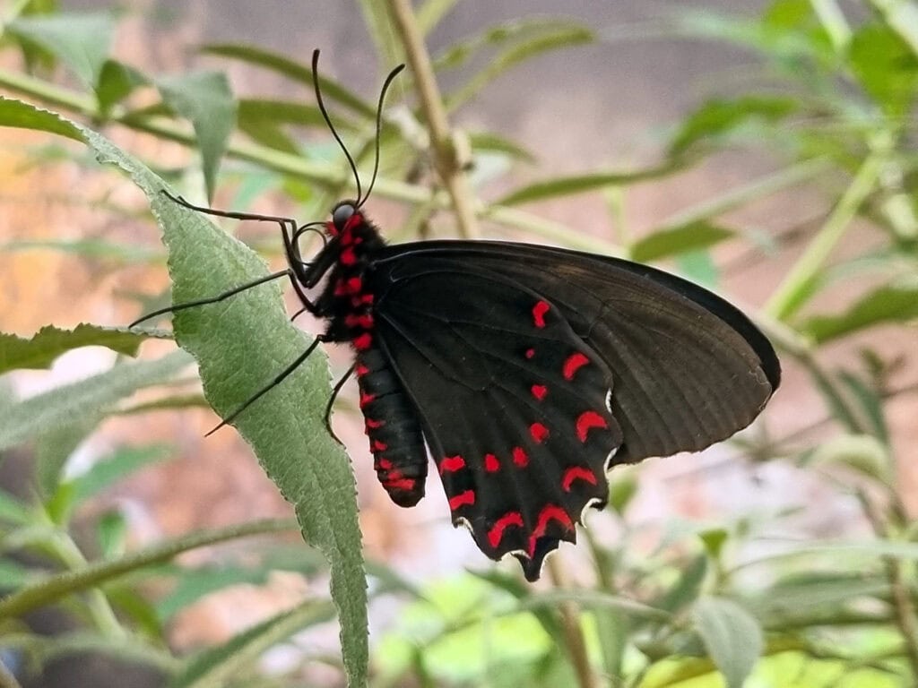 Eurytides thymbraeus