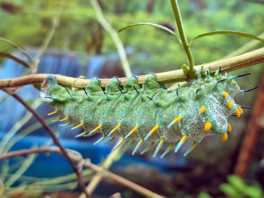 Gasiennica Pawica Atlas