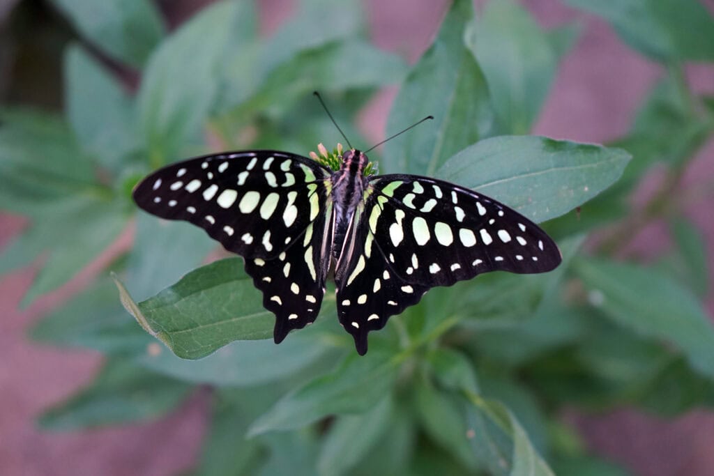 Graphium agamemnon 2
