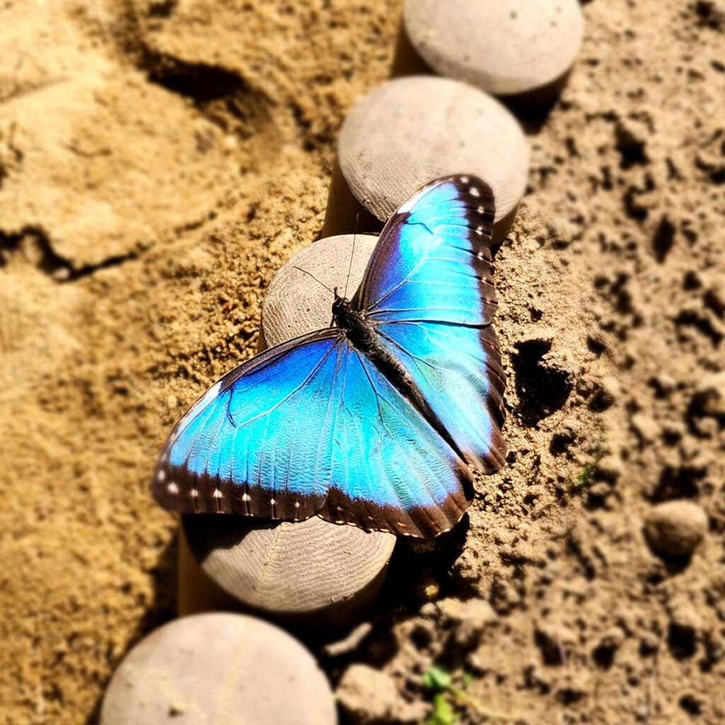 Morpho Peleides 10