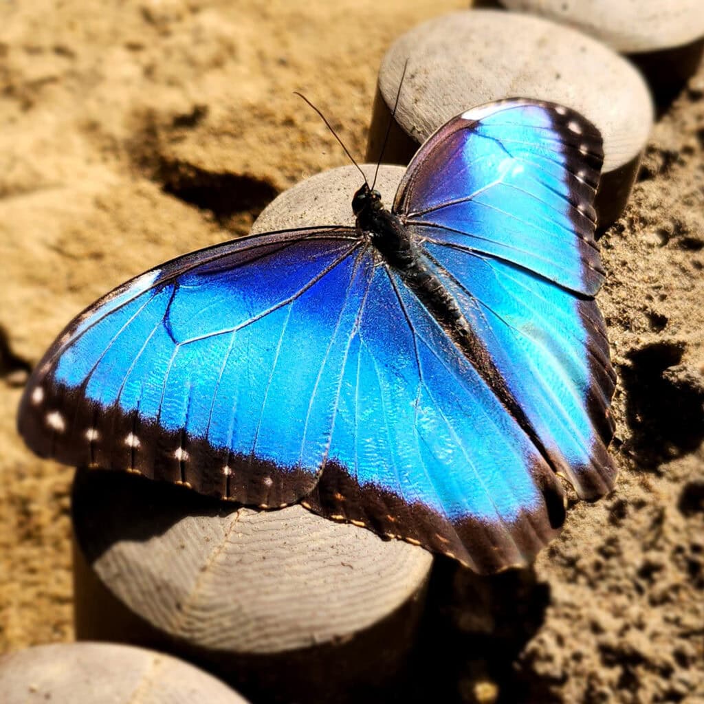 Morpho Peleides 11