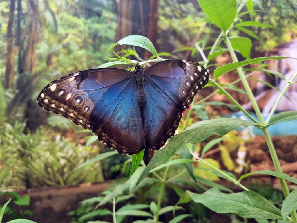 Wakacje z wnukami w Dębkach. 3 spokojne atrakcje, które nie zmęczą dziadków (i zachwycą dzieci!) 15 Morpho Peleides 20