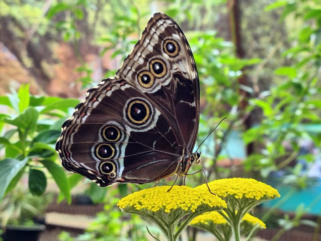Morpho Peleides 22