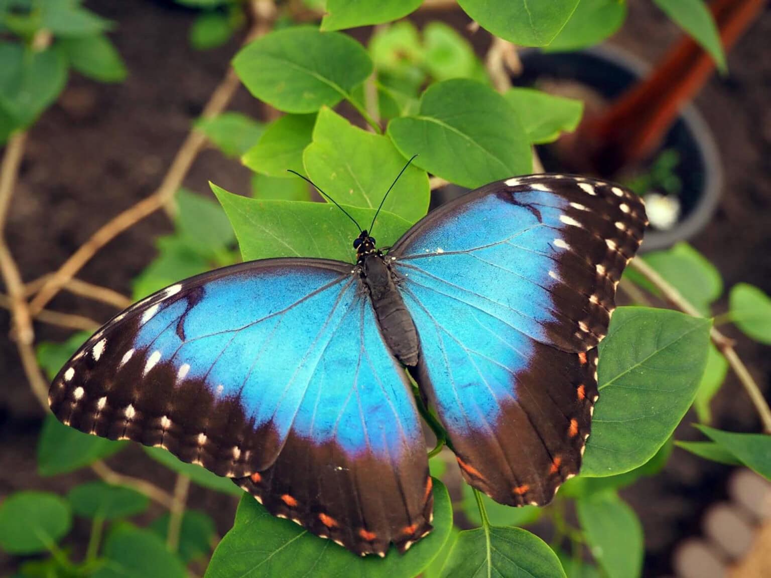 Egzotyczne motyle w Dębkach – poznaj niesamowite gatunki z naszej motylarni!
