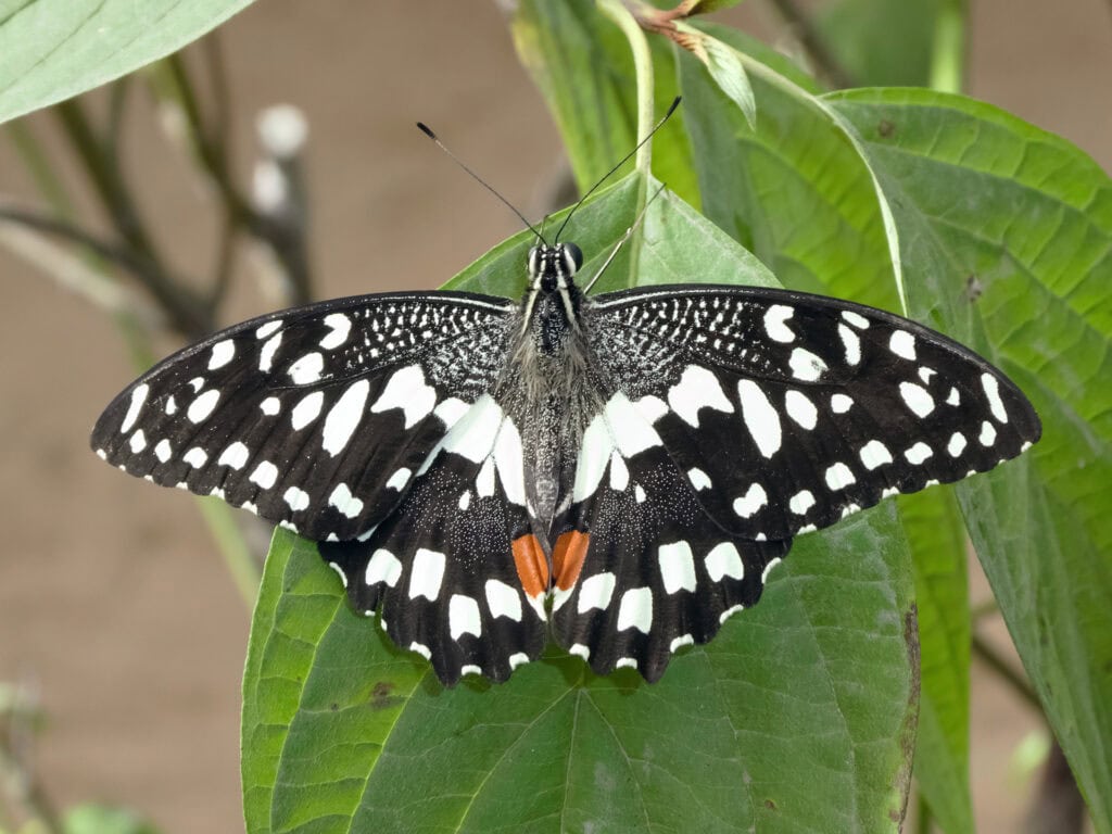 Papilio demodocus