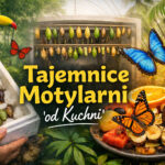 Skąd biorą się motyle w Dębkach?