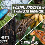 Największe i najbardziej niesamowite motyle, które zobaczysz w Dębkach