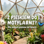 Wakacje z psem w Dębkach 2026. Gdzie na plażę i czy wejdziesz z pupilem do Motylarni?